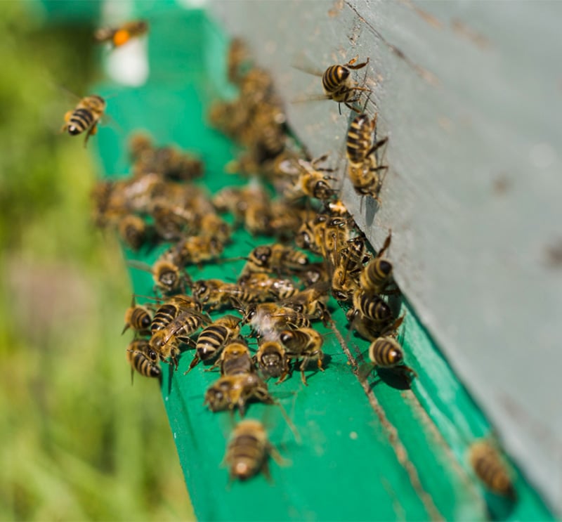 honing van eigen bijen nagtegaaltje